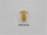 藏品(巨橙苔蛾)的圖片